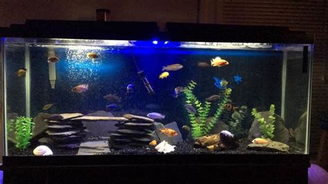 12 Aquarium Tips for Beginners .